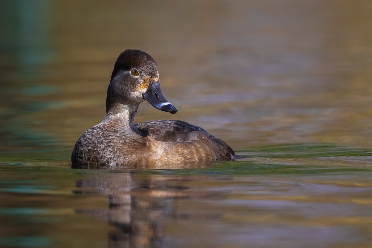 Ring-necked Duck.....female looking good !