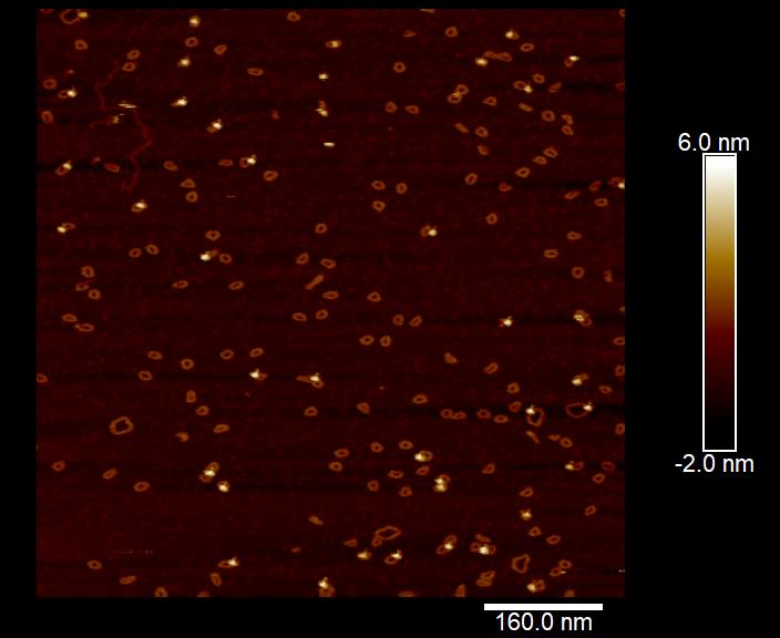 The <a href="/haroldkimlab/">Harold D. Kim</a> studies #DNA molecules far too small to be resolved with an optical microscope. Here, <a href="/lemotony/">Tony Lemos</a> uses atomic force #microscopy to image DNA minicircles as they bind to individual proteins!