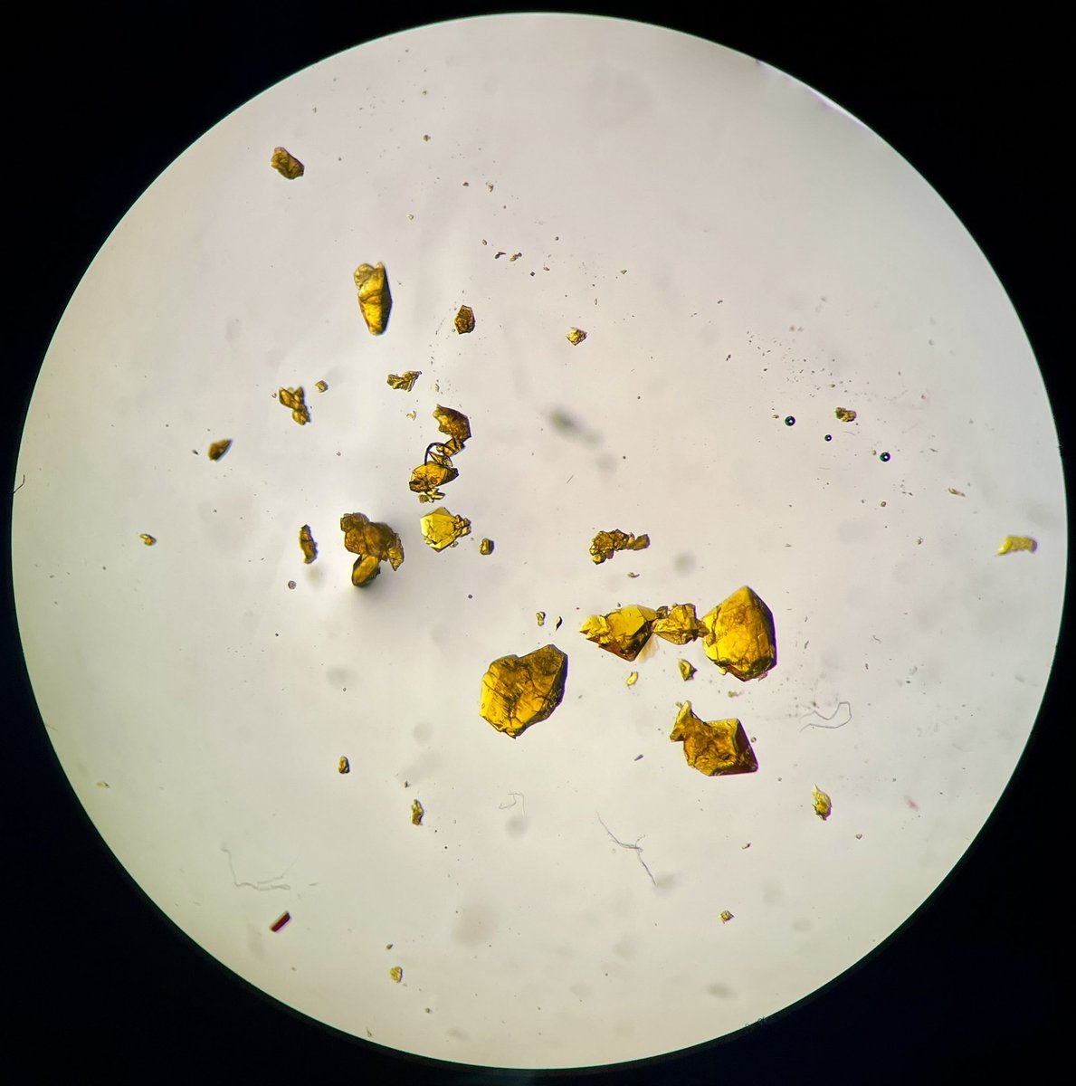 Been helping labmates grow crystals too here are some massive shards of [redacted] from <a href="/SophieS_Sofi/">Sophie Song</a>