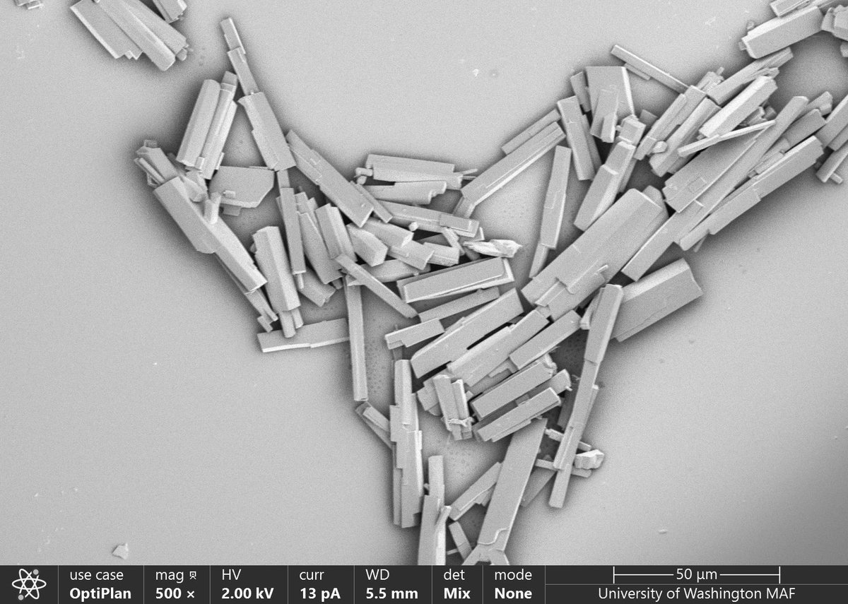 A lovely SEM image from my last paper, courtesy of <a href="/snook_kathleen/">Kathleen Snook</a>. I cant make a poll in a thread so see my quote tweet below to vote on what it is 👇