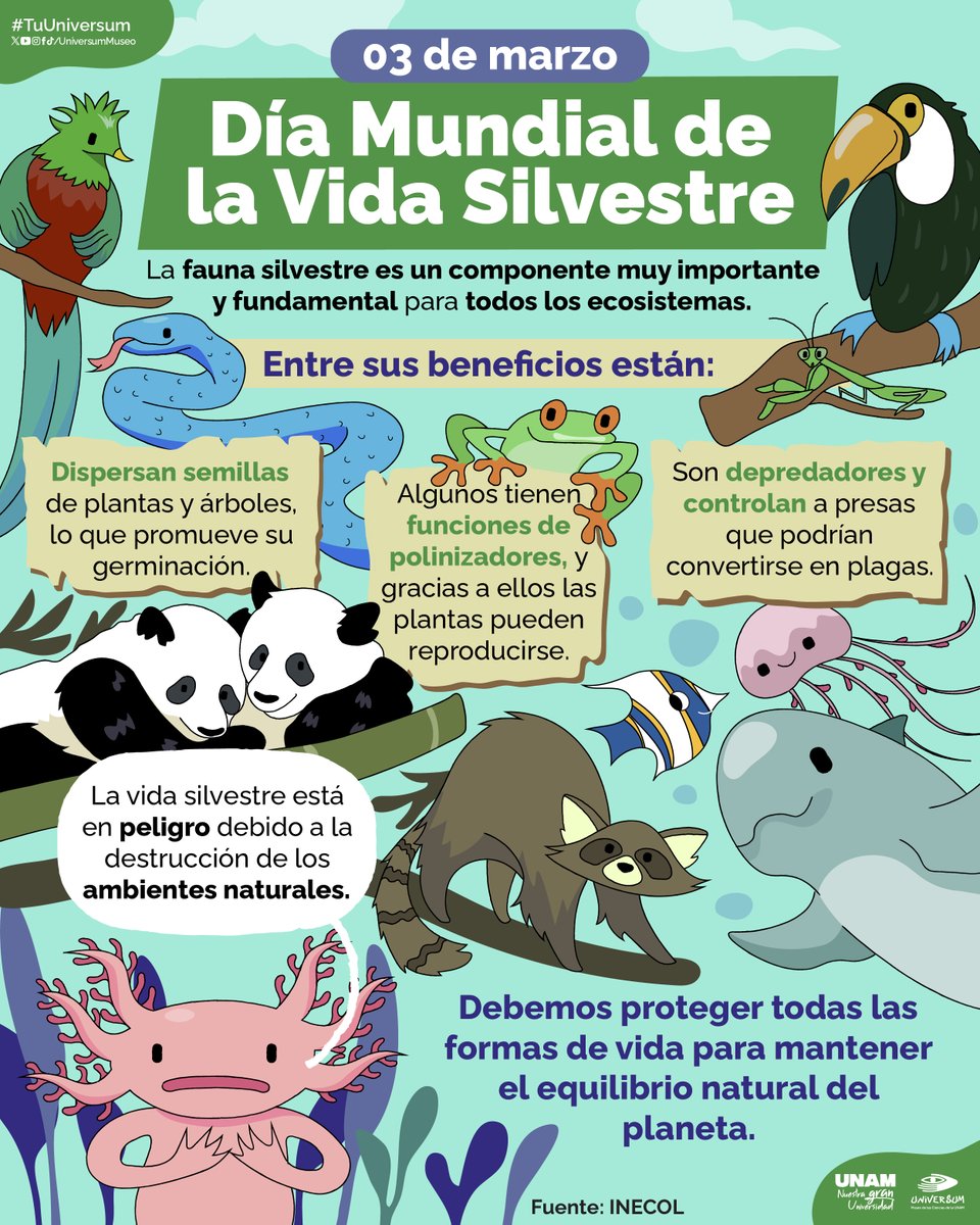UniversumMuseo's tweet image. #UnDíaComoHoy se celebra el Día Mundial de la Vida Silvestre 🦁🐍🦈
Cuéntanos ¿Cuál es tu animal silvestre favorito? 👇

#TuUniversum
