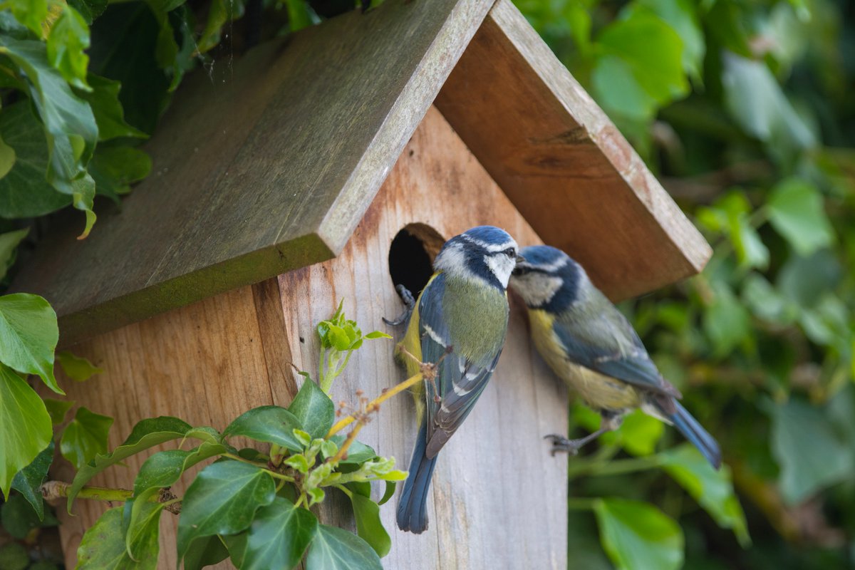 "DIY Wednesday: Birdhouses are a great way to attract birds to your yard, and they can also be a beautiful addition to your garden decor. This DIY project is relatively easy to do. You can find a variety of birdhouse plans online or in home improvement stores. Once you've chos...