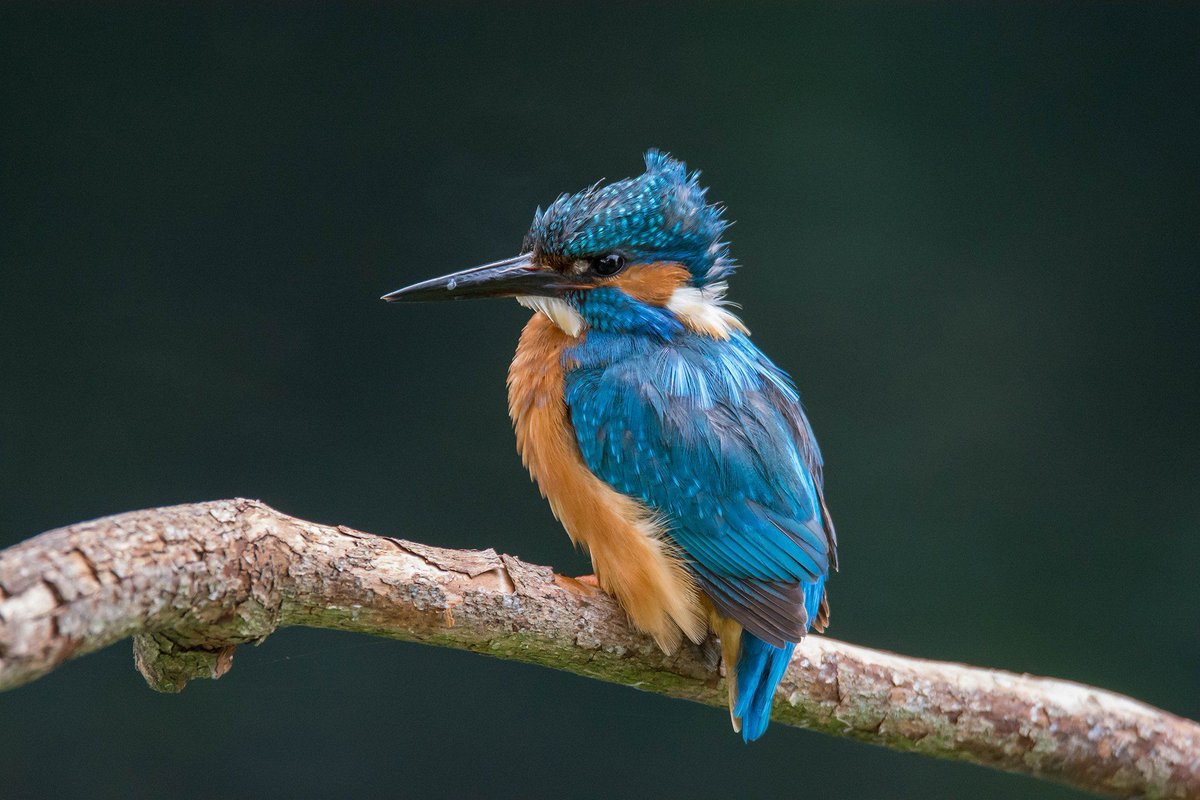 FrameFocus360's tweet photo. "Learn the secrets of wildlife photography today!  The 'How to Think Like a Wildlife Photographer' online session starts at 1:00 pm. Don’t miss out!  #PhotographyCommunity" https://t.co/ohhtxM02sz