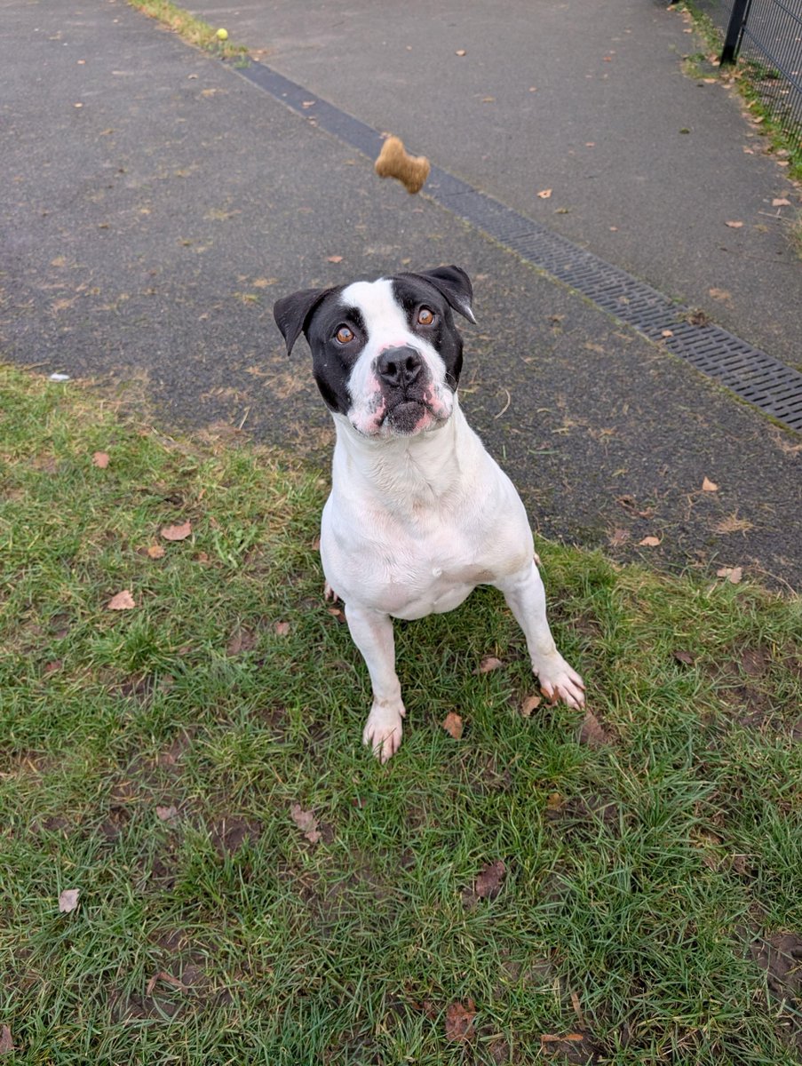 Meet Ramsey, a charming Staffordshire Bull Terrier cross seeking his forever home! Once a stray with poor skin, Ramsey has blossomed into a friendly, boisterous boy with adventure potential. He excels on a lead and responds well to training. Ideal for experienced adopters and ...