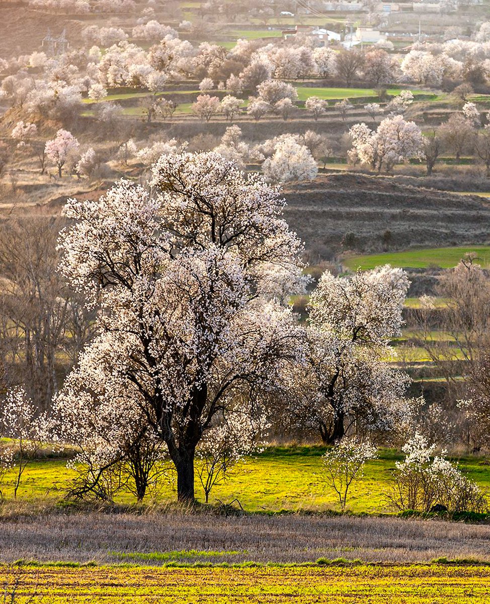 Businirmaslejos's tweet photo. RUTA DE LOS ALMENDROS EN FLOR
La floración de los almendros marca la llegada de la primavera al pueblo burgalés de #PozadelaSal. Una ruta de 4 km, señalizada y acompañada de códigos QR, nos permite disfrutar del espectáculo por las zonas con mayor concentración de arboles en flor https://t.co/gDKSKVY4oO
