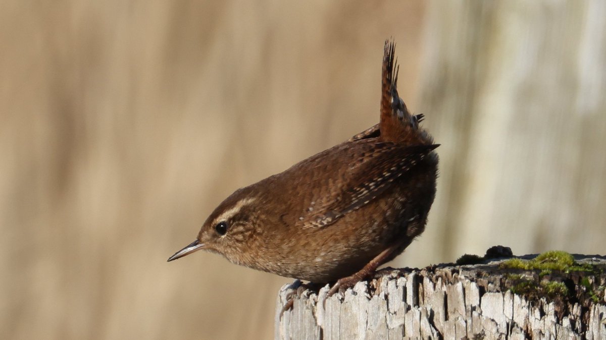 Trebor 1456 (@cranky1456) on Twitter photo Middle of the week means it's time for #WrensDay, and these were captured <a href="/WWTMartinMere/">WWT Martin Mere</a> on the 06/02/25. The Wren is such a wonderful little bird.
#birds #wildlifephotography #naturetherapy #birdsphotography <a href="/Natures_Voice/">RSPB</a> #naturephotography #wildlife #photography #ukwildlife Middle of the week means it's time for #WrensDay, and these were captured <a href="/WWTMartinMere/">WWT Martin Mere</a> on the 06/02/25. The Wren is such a wonderful little bird.
#birds #wildlifephotography #naturetherapy #birdsphotography <a href="/Natures_Voice/">RSPB</a> #naturephotography #wildlife #photography #ukwildlife