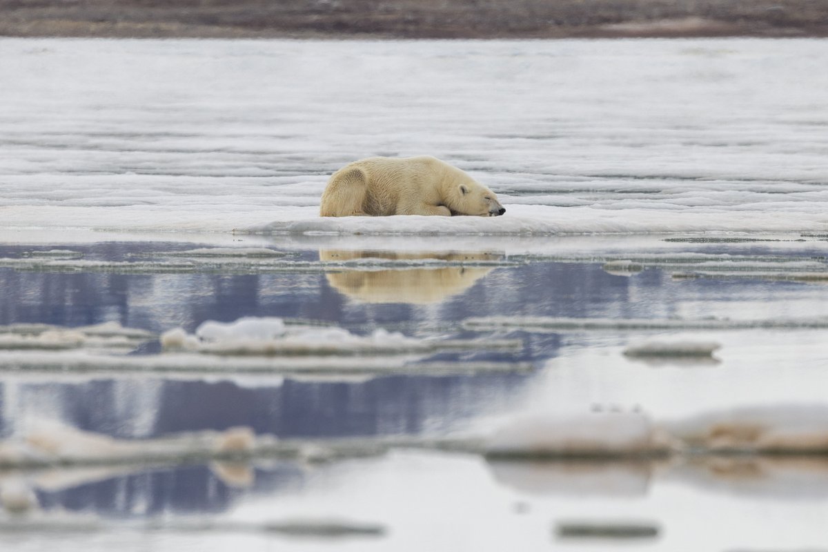 This International Polar Bear Day, let’s act for the Arctic! 

With less than 31,000 polar bears left, climate change is threatening their future. Join us on our BIG ACE Expedition to raise awareness and protect this vital ecosystem: bit.ly/4h4E0PW

#PolarBears #Arctic