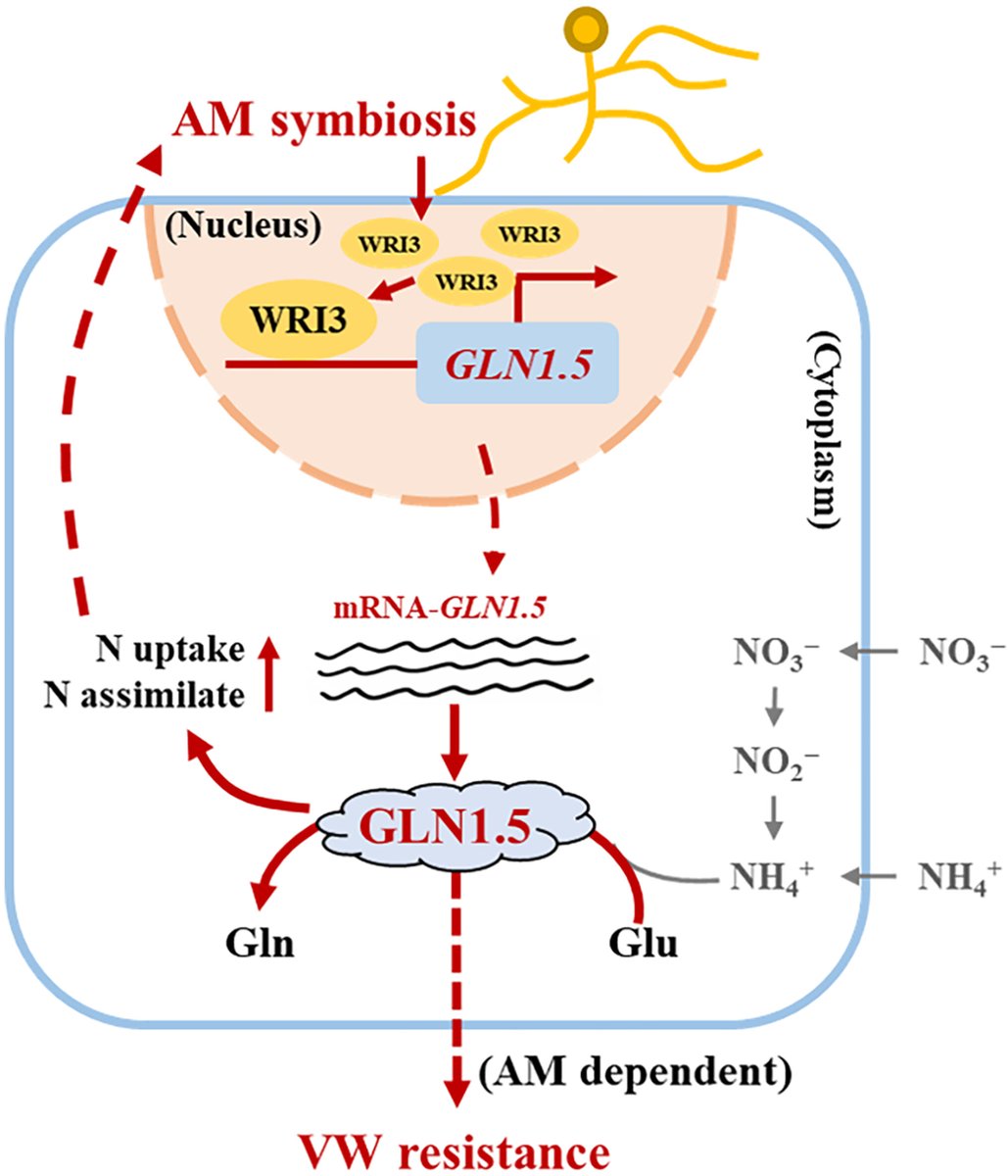Glutamine synthetase GhGLN1.5 regulates arbuscular mycorrhizal symbiosis and Verticillium wilt resistance in cotton by modulating inorganic nitrogen assimilation

Zhang et al.

📖 nph.onlinelibrary.wiley.com/share/QC2H4R8T…