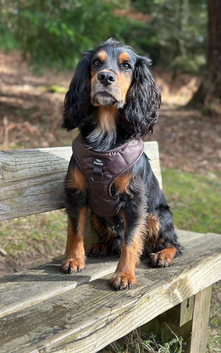 Toppoochltd's tweet image. Forest walks and country vibes with Mars in our new Quilted harness in brown launching this Friday!  

It’s been a while since I released a new product but I’m so happy with how these turned out.  It’s been refreshing to sew something different! 

#doglovers #dogaccessories #dogs