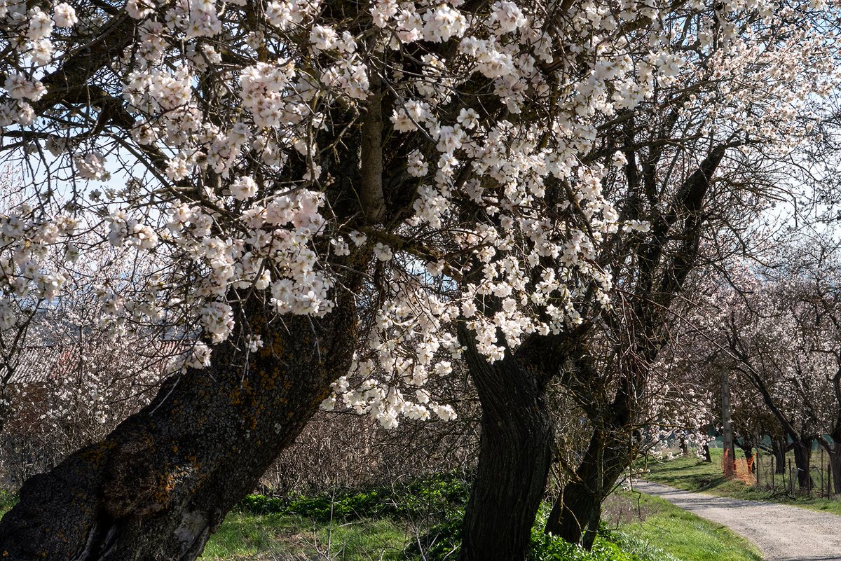 Businirmaslejos's tweet photo. RUTA DE LOS ALMENDROS EN FLOR
La floración de los almendros marca la llegada de la primavera al pueblo burgalés de #PozadelaSal. Una ruta de 4 km, señalizada y acompañada de códigos QR, nos permite disfrutar del espectáculo por las zonas con mayor concentración de arboles en flor https://t.co/gDKSKVY4oO