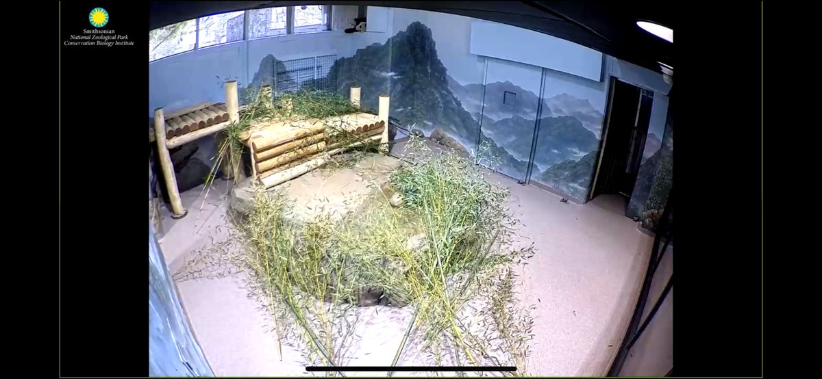 Someone has an interesting 🤔 sleeping spot 🐼<a href="/BaoLiPanda/">Bao Li</a> <a href="/qingbaopandadc/">Qing Bao Panda</a> <a href="/DCPandaCub4/">Xiao Qi Ji</a>