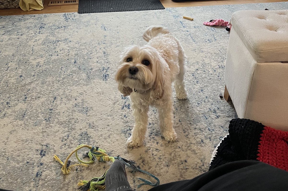 Do you know what dogs don’t understand? When their favorite treat in the world is discontinued. Do you know what they absolutely understand? That the replacement treat is NOT their favorite treat in the world.