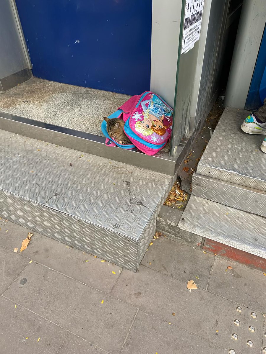 onedio's tweet photo. İstanbul'da bir çocuk, içine girip ısınsın diye okul çantasını sokak kedisine bıraktı. https://t.co/WMAQQpj3Gs