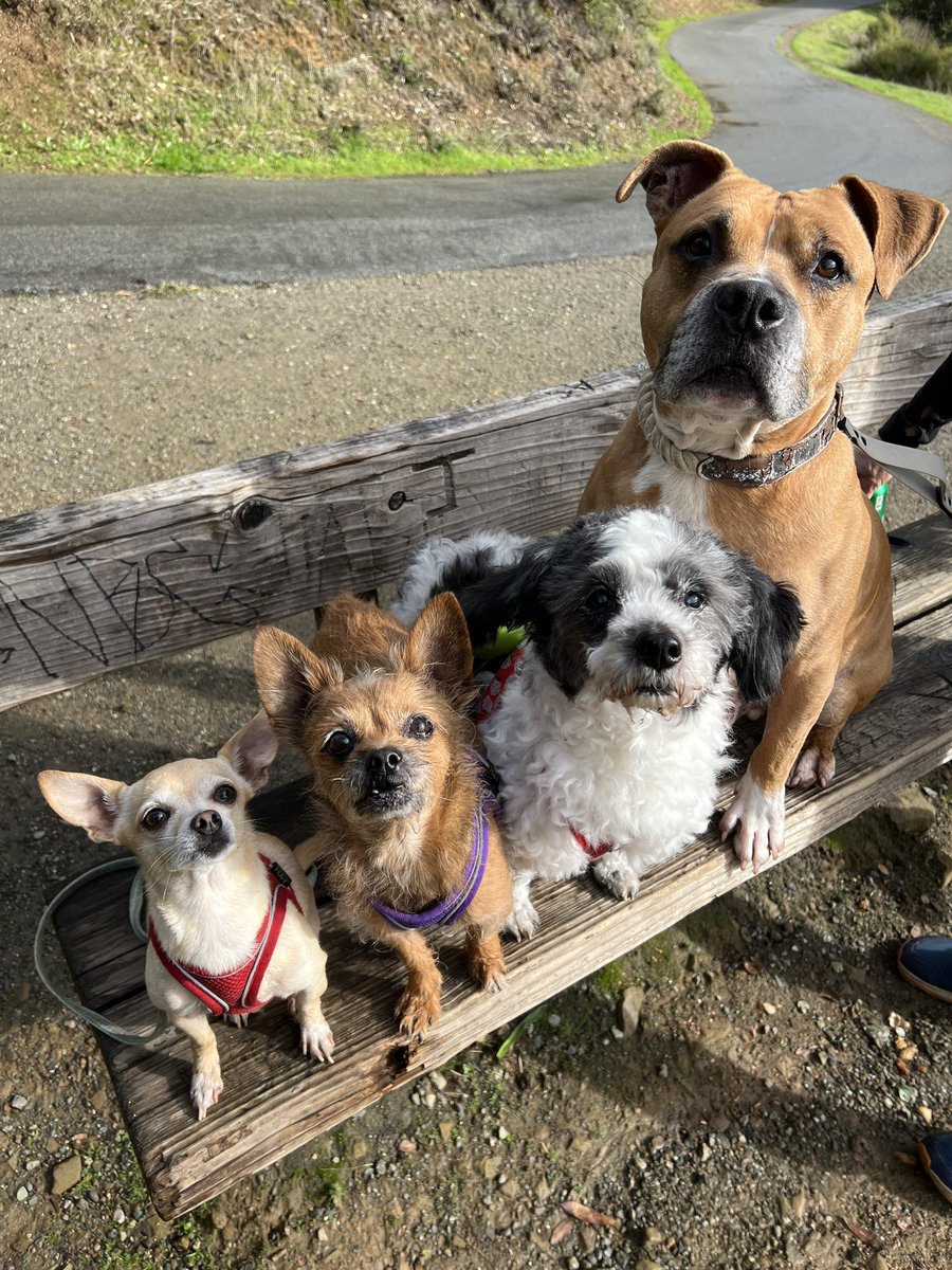 Callum_McModels's tweet photo. I love my lil goblin horde. The big pitbull is my sisters but the rest are my kids…. I just keep finding them wandering the streets and take them home…. https://t.co/1sVwyx8nZb