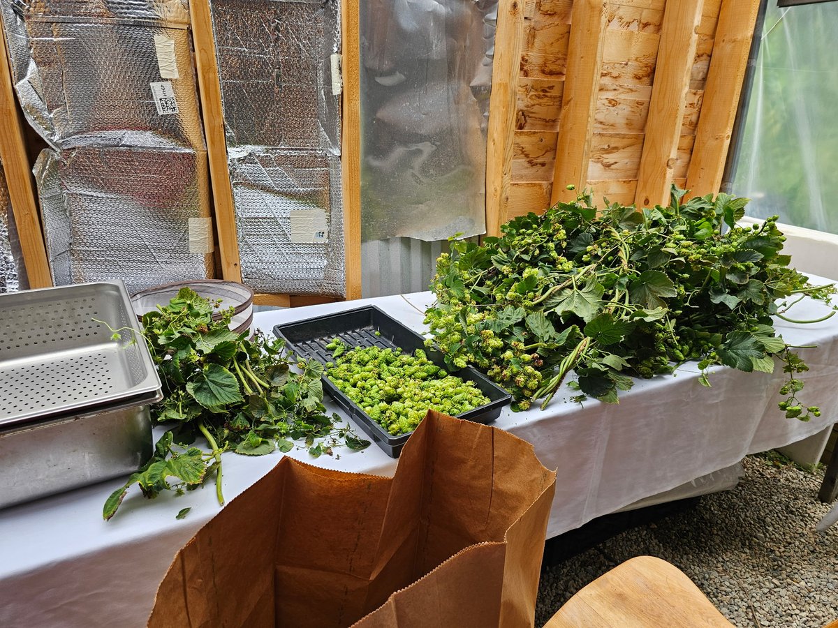 Scenes from the harvesting of hops for our Newhall Fields Wet Hopped American Pale Ale from our friends at Newhall Fields!

#hops #beer #americanpaleale