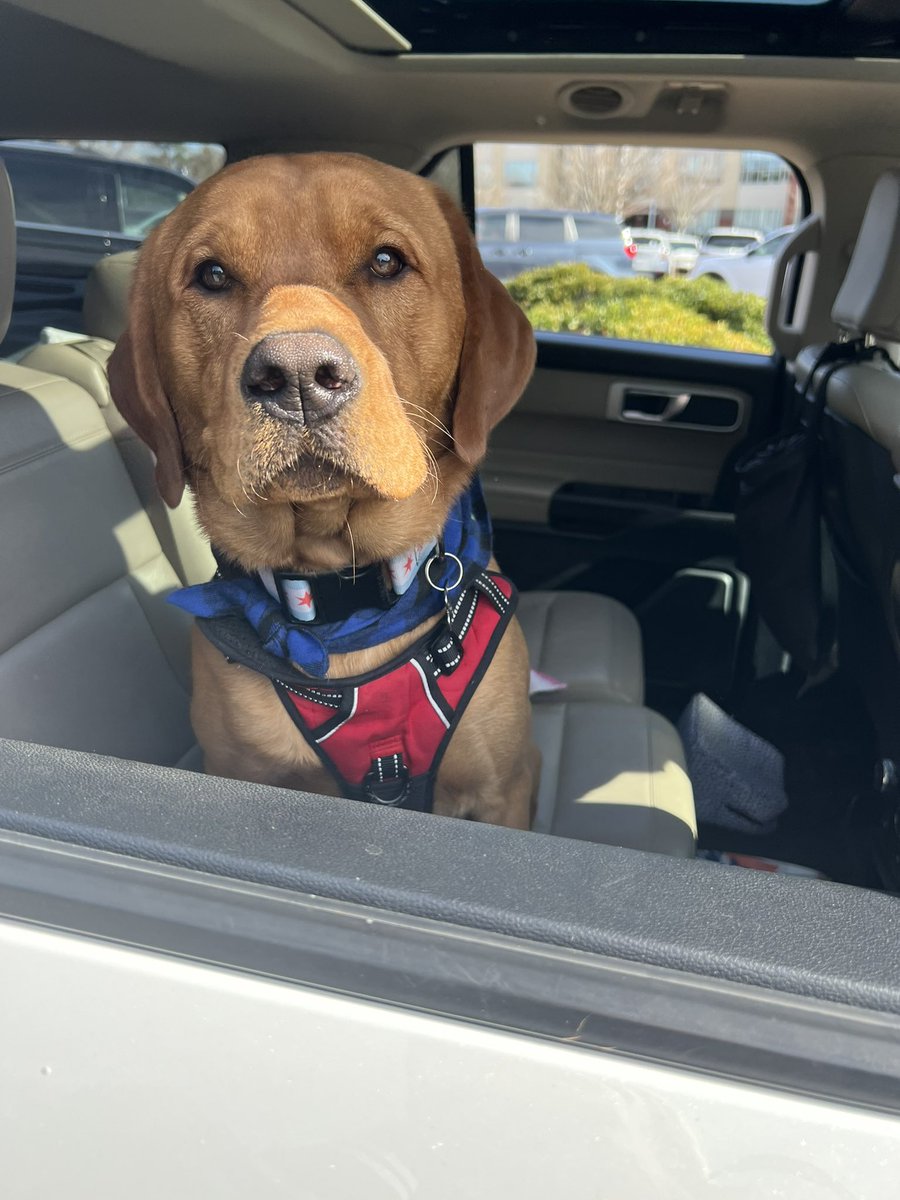 Mrs. Price wanted to wish Cago a very happy 1st birthday today! 🐶🎉