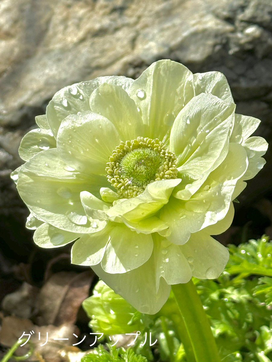 ♡Yページ♡ ✮ ɐ ʎ ɐ ✮🧄𝕄ℂ𝟙𝟟🫶🏻ℤ𝕏-𝟟ℝ ᐕ)ﾉ🍚 (@aaayaaa08109693) / Posts / X