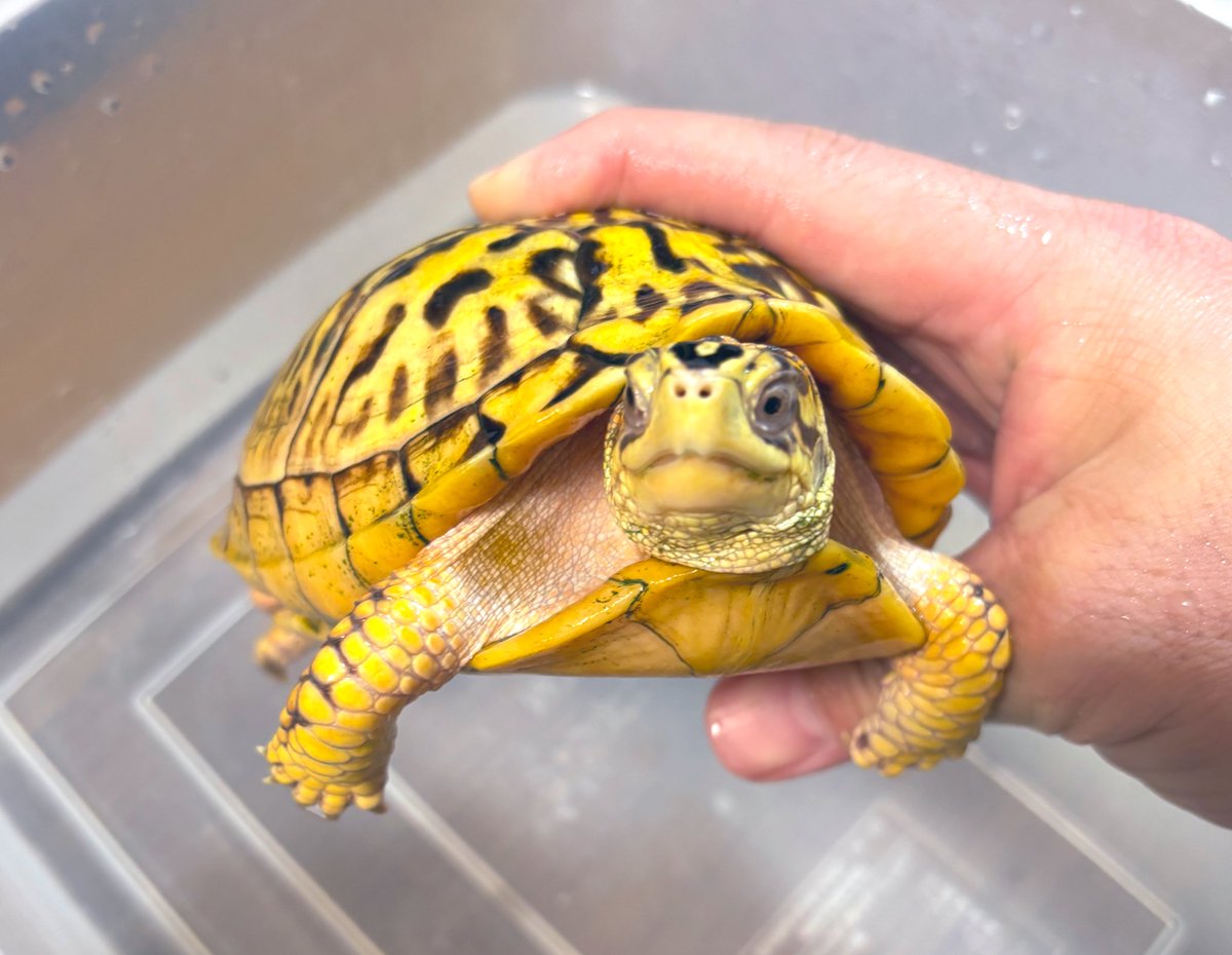 トウブハコガメ 2020自家繁メス個体。色抜けから柄と黄色がマシマシに
