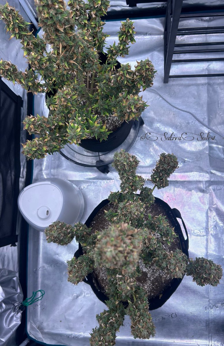 sativasoles1's tweet photo. T minus just days to chop, beautiful #StonerFam #MarsHydro #CannaLand #Growmies #CannabisCommunity @MarsHydroLight🤟💚 #MarsHydroGrowTent #ChopCountdown #MarsHydroFCE4800-newest model #Adlite #GirlGrower @seedsexpress #SendHelp #MyGirlsThick https://t.co/IaY80pdgQZ