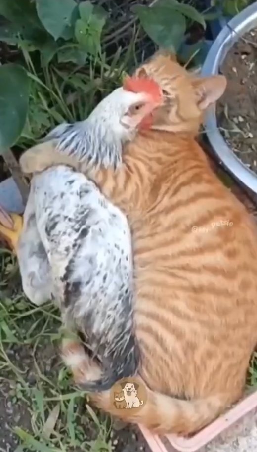 So much to learn from all these "different" animals

instagram.com/p/C--zTUyqmNH/

#ALFILOVE #Animals #Chickens #CatsLover #Love