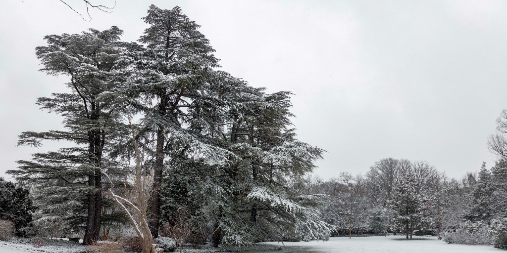 Dumbarton Oaks tweet media