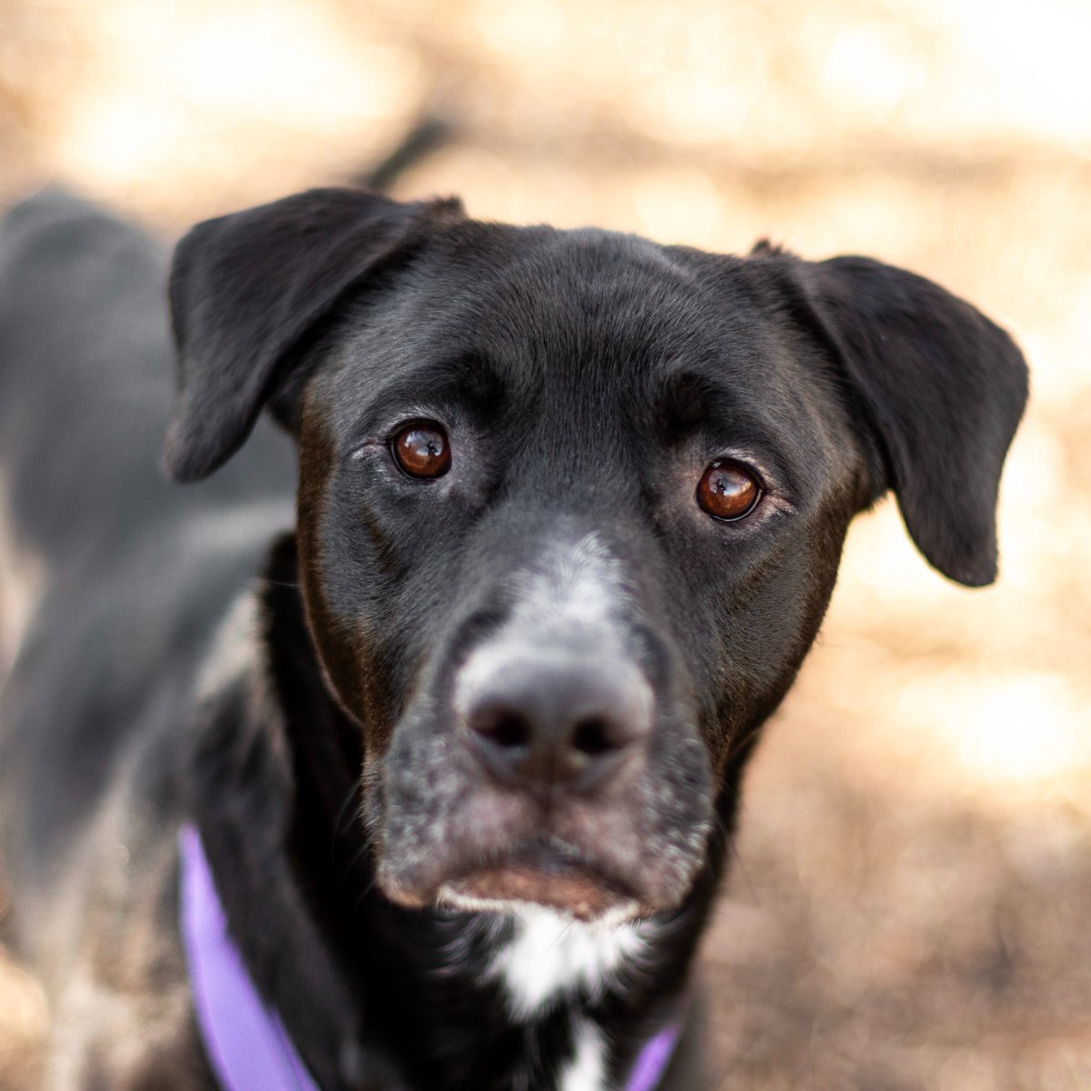 sfadopt's tweet photo. Christopher NEEDS a Home! 
Here’s the thing… I need a home, and I need it now. My anxiety is at an all-time high, and I’ve been spinning in my kennel. 
Please, if you’ve ever thought about adopting or fostering, now is the time. Will you be the one to help me? https://t.co/XVcp2Pw4iG
