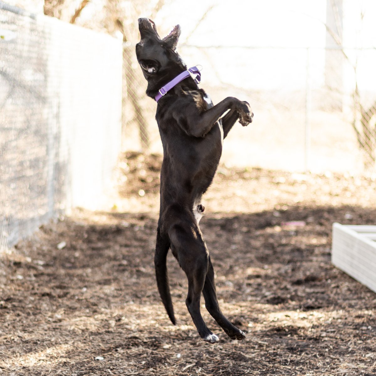 sfadopt's tweet photo. Christopher NEEDS a Home! 
Here’s the thing… I need a home, and I need it now. My anxiety is at an all-time high, and I’ve been spinning in my kennel. 
Please, if you’ve ever thought about adopting or fostering, now is the time. Will you be the one to help me? https://t.co/XVcp2Pw4iG