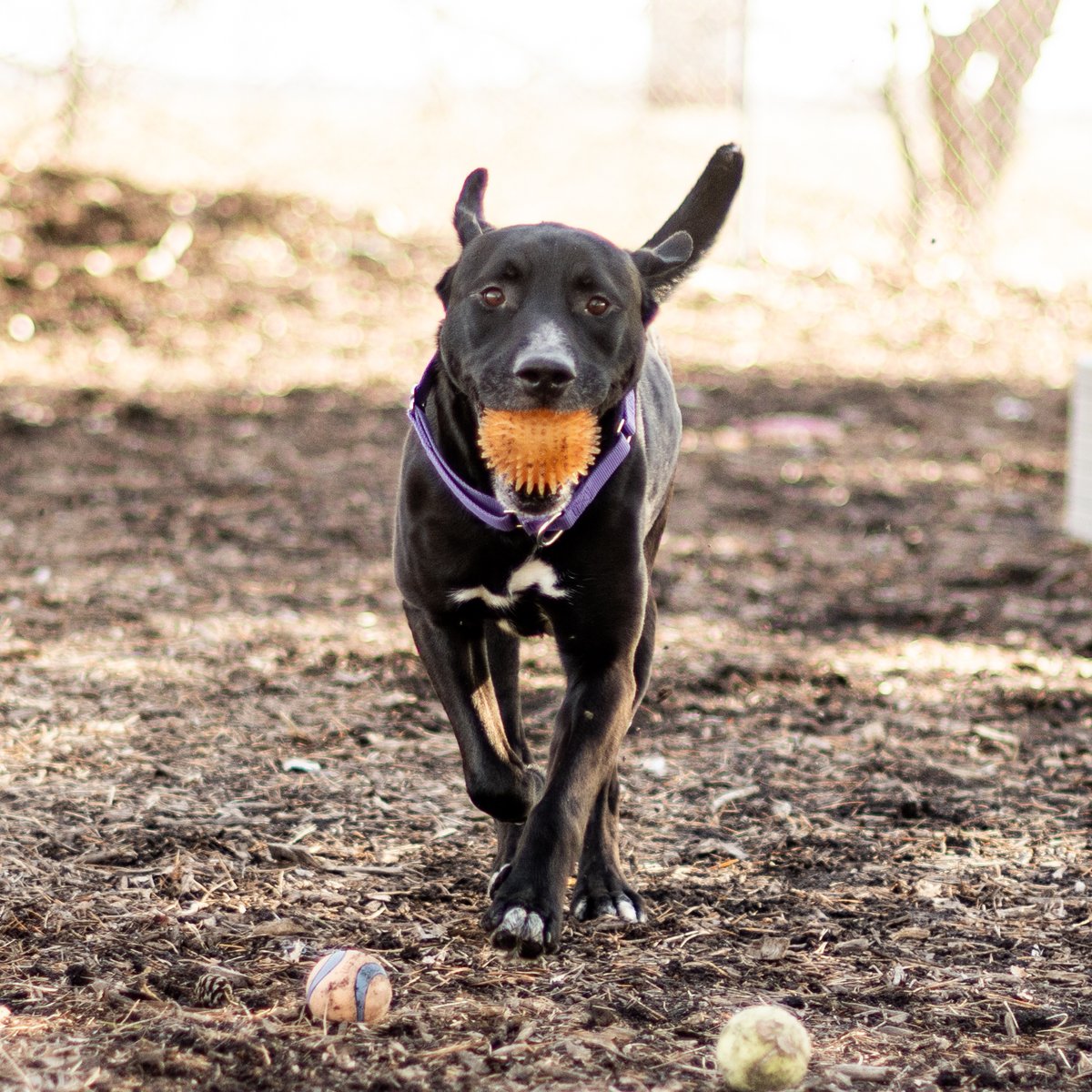 sfadopt's tweet photo. Christopher NEEDS a Home! 
Here’s the thing… I need a home, and I need it now. My anxiety is at an all-time high, and I’ve been spinning in my kennel. 
Please, if you’ve ever thought about adopting or fostering, now is the time. Will you be the one to help me? https://t.co/XVcp2Pw4iG