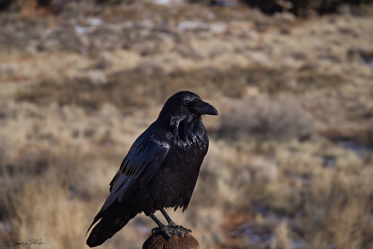 Raven on last Utah trip! It wouldn't stop following me, so I figured it wanted its picture taken!