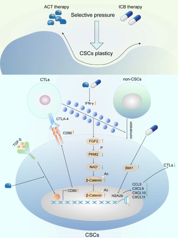 cancerscnews's tweet photo. 💊 The authors highlight the critical role of #CancerStemCells and their niche in driving #immunotherapy resistance, emphasizing the need for integrative approaches to overcome these challenges.
🔗 https://t.co/WmYdqe4EIH https://t.co/saW4mpvvI5