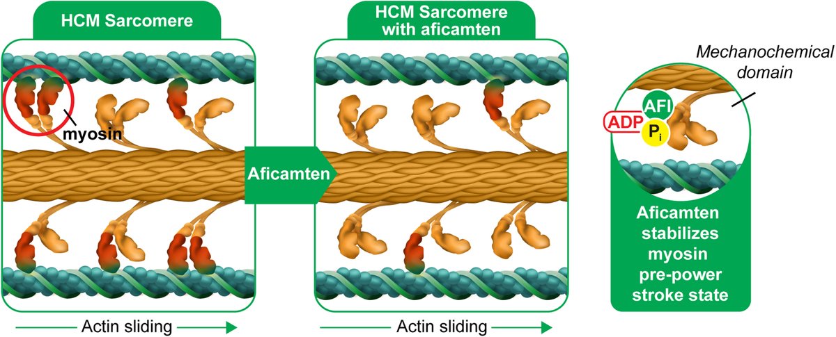 JACC Journals (@jaccjournals) on Twitter photo The MAPLE-HCM study evaluates #aficamten vs #metoprolol to potentially redefine first-line therapy standards in hypertrophic obstructive cardiomyopathy. Details of the study design here: jacc.org/doi/10.1016/j.…
#JACCHF #oHCM #HCMAwarenessDay <a href="/dr_pavia/">Pablo Garcia-Pavia</a> <a href="/neallakdawala/">Neal Lakdawala</a> The MAPLE-HCM study evaluates #aficamten vs #metoprolol to potentially redefine first-line therapy standards in hypertrophic obstructive cardiomyopathy. Details of the study design here: jacc.org/doi/10.1016/j.…
#JACCHF #oHCM #HCMAwarenessDay <a href="/dr_pavia/">Pablo Garcia-Pavia</a> <a href="/neallakdawala/">Neal Lakdawala</a>
