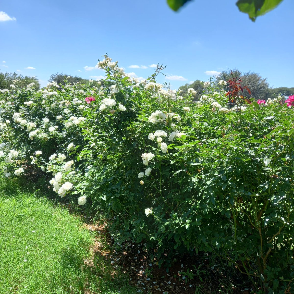 KameelHuise's tweet image. It has been raining almost all night at Kameel. 
What a wonderful blessing it is. 

#blessedandthankful #rain #kameelhuisetussenspore #kameel #route377 #Noordwes #dievoormanshuis #kameelstoepstories