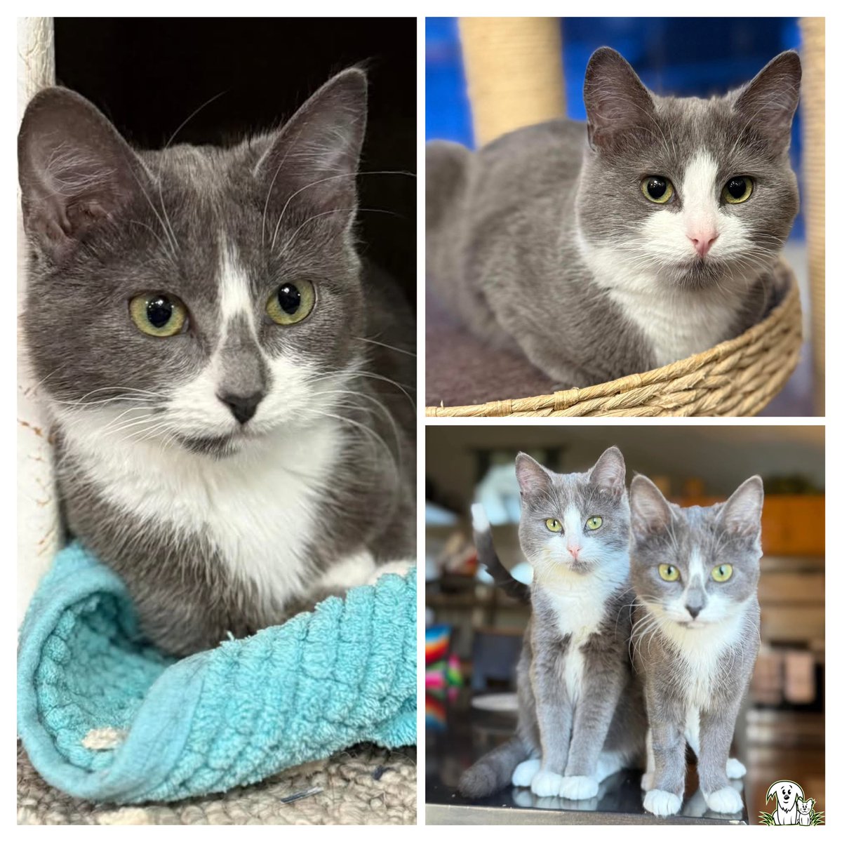 It’s  the furry version of the MEOWntagues and CATulets! 🎭
But the only tragedy here would be if they’re not adopted quickly! 🙀
Romeo (pink nose) and Juliet are extremely friendly with humans and each other, but don’t have to be adopted together. Head to aarcs.ca/cats