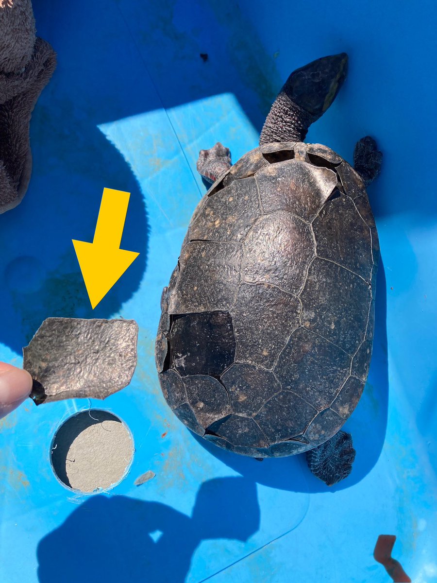 ニシキマゲクビガメの脱皮です。 カメは種類によっては定期的に甲羅の ニシキマゲクビガメの脱皮です。 カメは種類によっては定期的に甲羅の