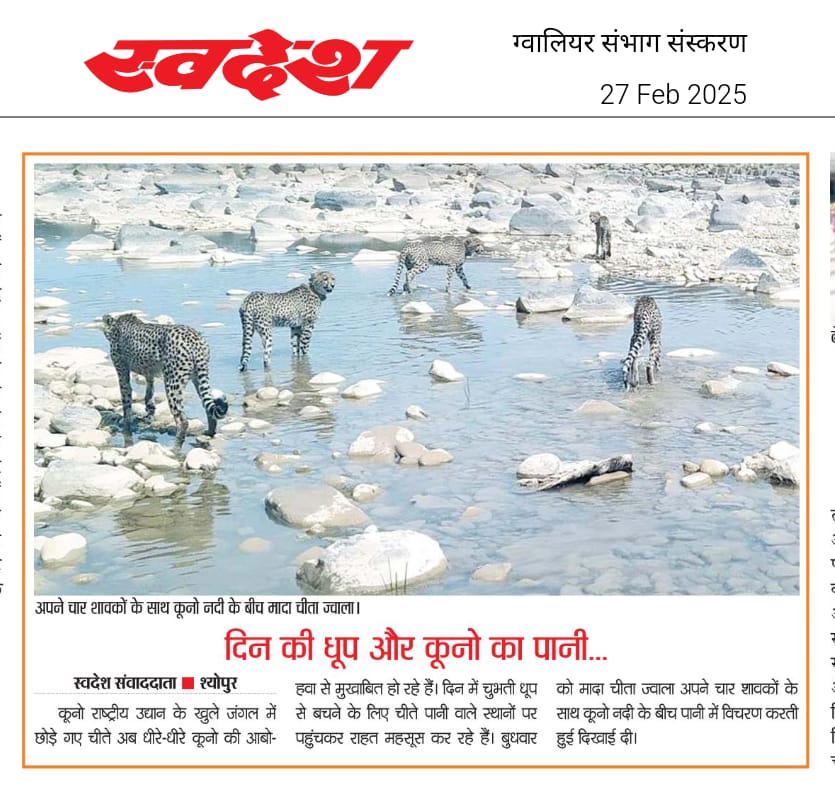 #koono
#sheopur
#cheeta