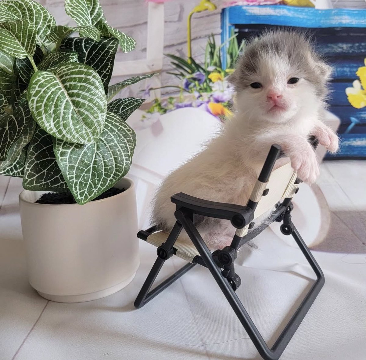 BeefBibbler's tweet image. lice, cameraa , atcion !