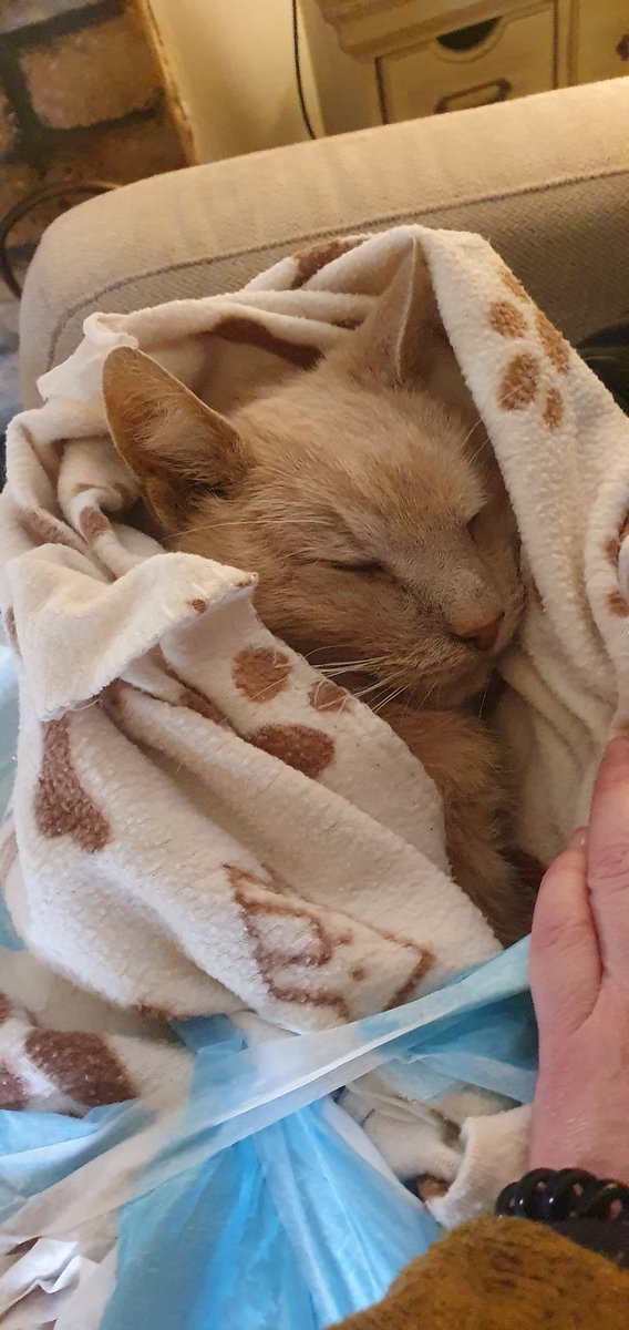 Le quiero contar a mi gato de 19 años que se murió mi gato de 19 años 
#semuriomigato #michis #michisviejitos  #seniorcats