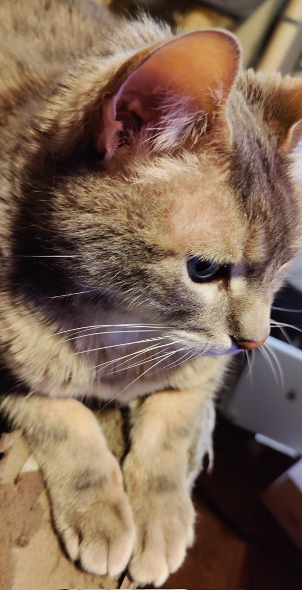 Koopa is adjusting to me not working from home every day.
Can you tell he missed me?