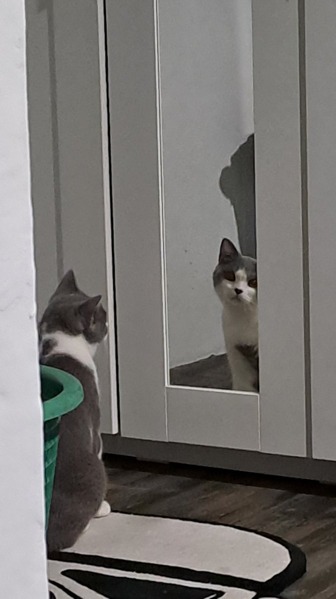 Our new family member,,,, Boba,,,,