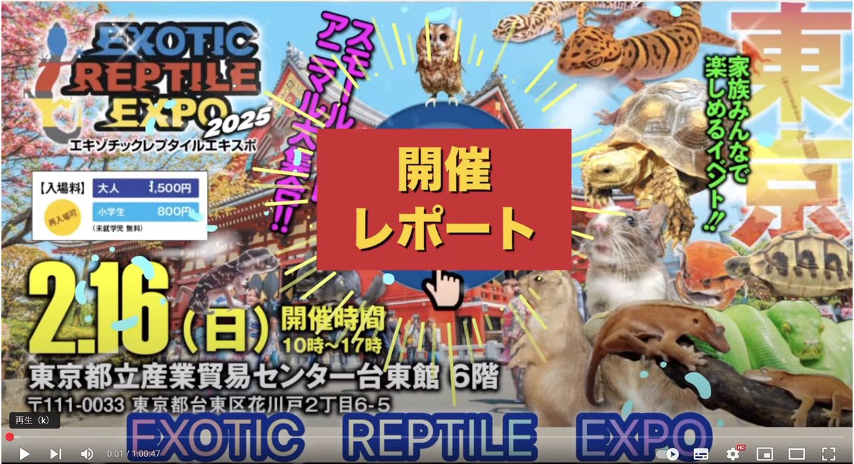 Lilywildrep's tweet image. 先日出店した
EXZOTIC REPTILES EXPO
のYouTubeのムービーでご紹介頂きました❗️
youtube.com/watch?v=QVo5FJ…
突然だったので上手く説明でき
たか分かりませんが、とても嬉しいです❣️
ありがとうございます💓
また宜しくお願いします🙇♀️