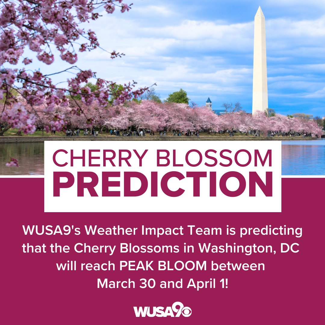 WUSA9's Weather Impact Team is predicting that the Cherry Blossoms in Washington, DC will reach PEAK BLOOM between March 30 and April 1! Leave your prediction in the comments!