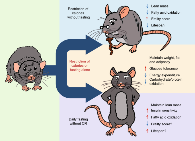 NEW STUDY: Intermittent fasting (IF) significantly alters the microbiome of mice, with reductions in the gut production of obeticholic acid, a bile acid that induces expression of gut-derived hormones, and an increase in N-acetylglycine production

Why is this interesting? 🧵