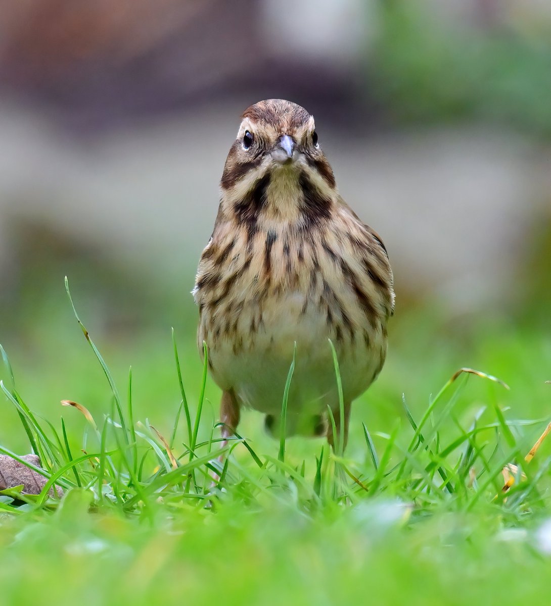 Female Reed Bunting on my lawn. 😍
Taken last week through my cat-flap.. 😀🐦