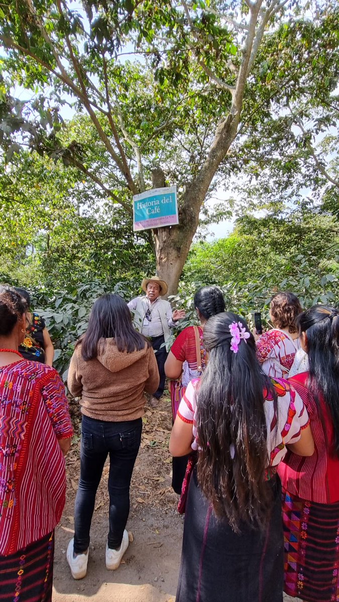 #Huehuetenango Hoy, la Cooperativa Kaibil Balam participó en un intercambio con Cooperativa La Voz, compartiendo experiencias sobre la producción de café agroecológico

Fortalecemos modelos comunitarios y sostenibles, dejando atrás la dependencia. ¡La lucha sigue!  #Agroecología