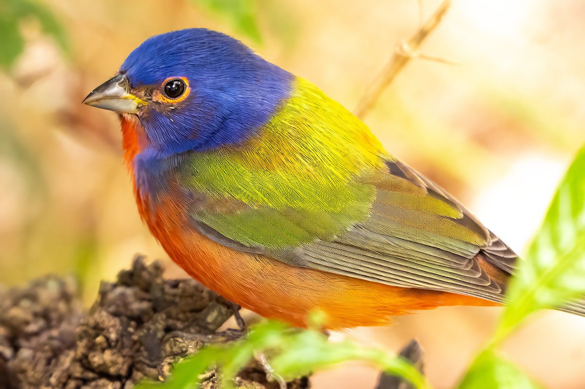 Was elated to spot and photograph this stunning male painted bunting on a morning walk. This finch-sized bird is a frequent winter migrant to South Florida and in my opinion, the most beautiful songbird in the U.S. #paintedbunting #nikonphotography #nikonambassador