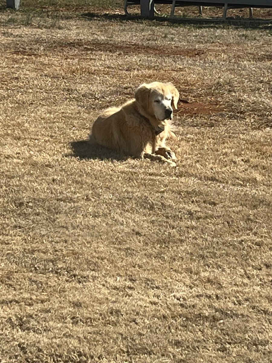 ktmarable_95's tweet photo. @djohnstonuga @jeffdantzlertv  listening  with some of my friends Charlie and Cowboy.  #GoDawgs https://t.co/LXOFwavUtd