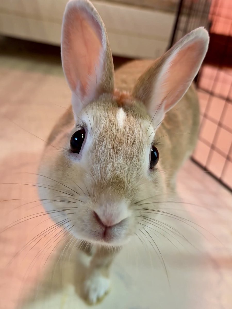 おはツム♡
#うさぎ #うさぎのいる暮らし #ミニレッキス #ミニウサギ