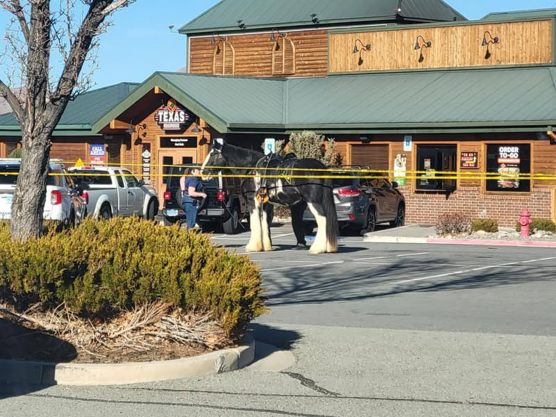 OurTownReno's tweet photo. Yim spotted this horse in front of the blocked off Texas Roadhouse steakhouse on Damonte Ranch today, with police activity.

Not sure what was going on exactly but that’s a strong looking horse.

#horsesofreno #horseontheloose #stuffyouseeinreno #randomreno https://t.co/yXsNipQoBK