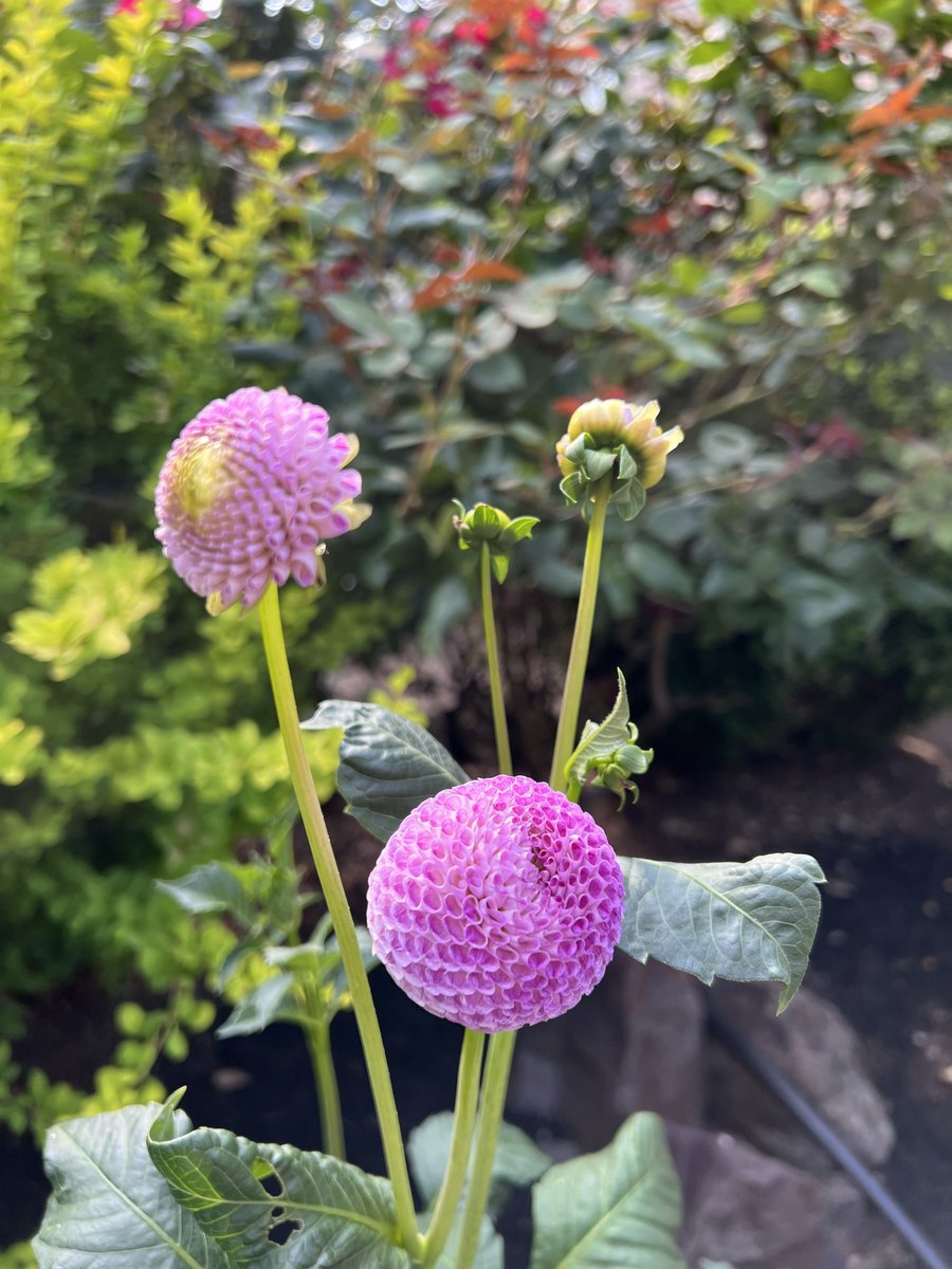 小柄な生き物でも美しい花を咲かせることができます✨
