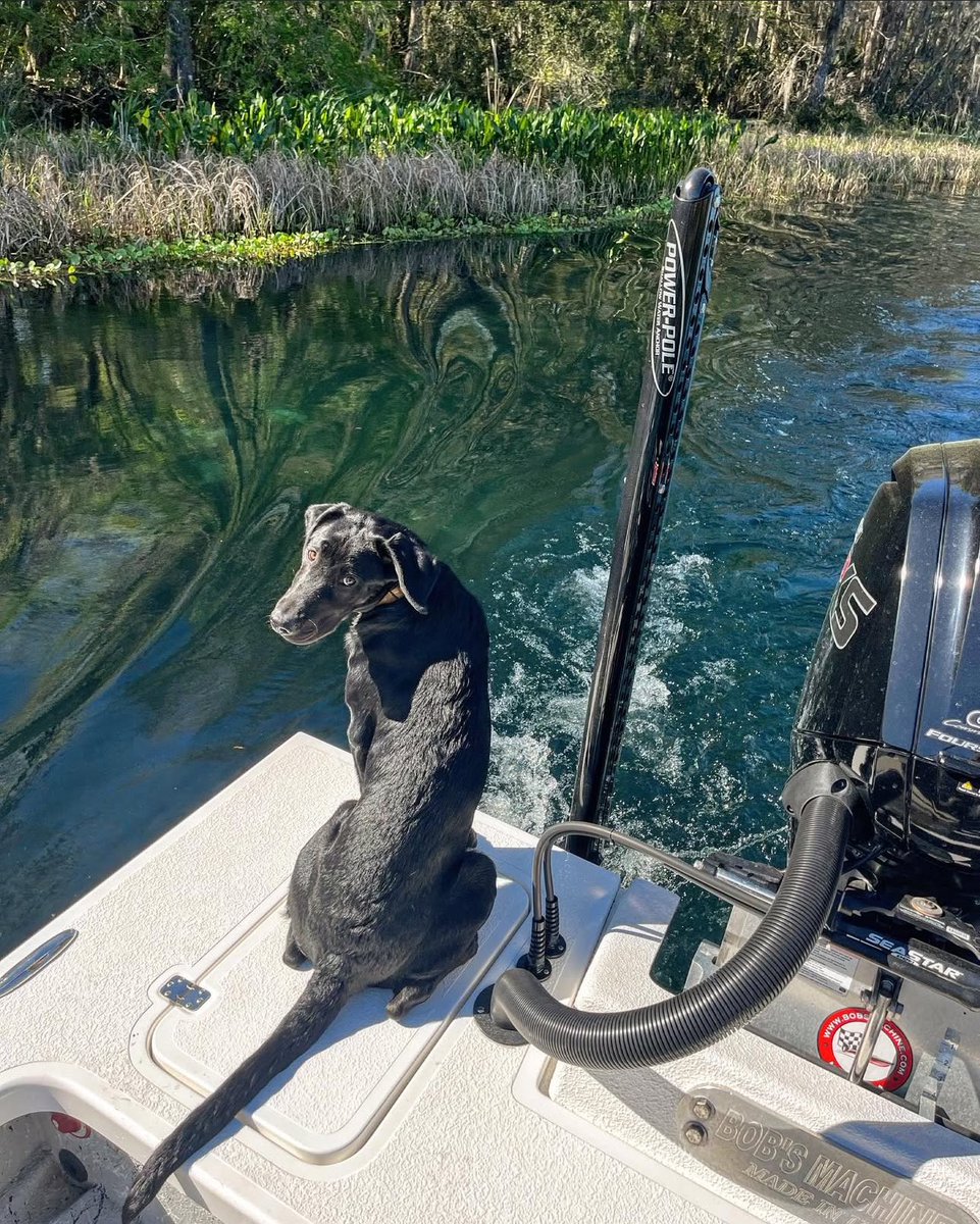 Power_Pole's tweet photo. Time with Old Faithful on the water. #BobsMachine | #PowerPole
#mansbeatfriend #onthewater #fishing #boating https://t.co/e3myvckj01